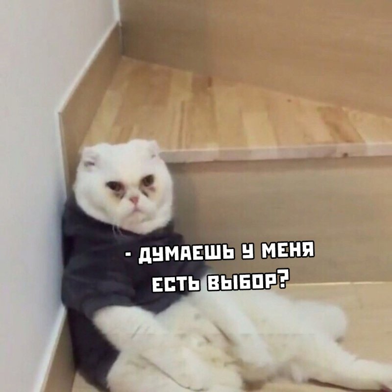 Мемы с котиками