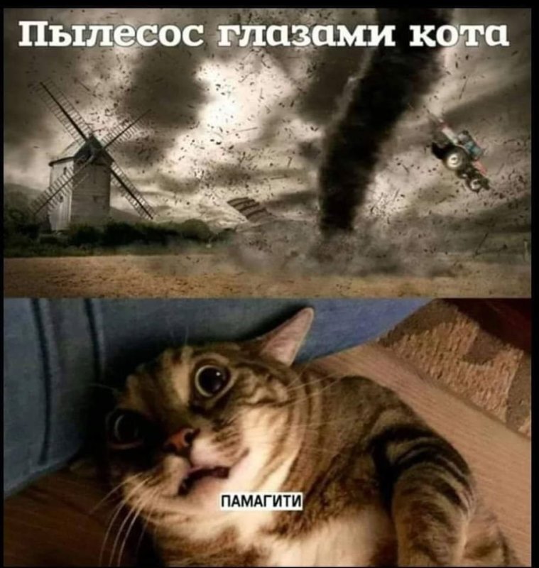 Кот и пылесос