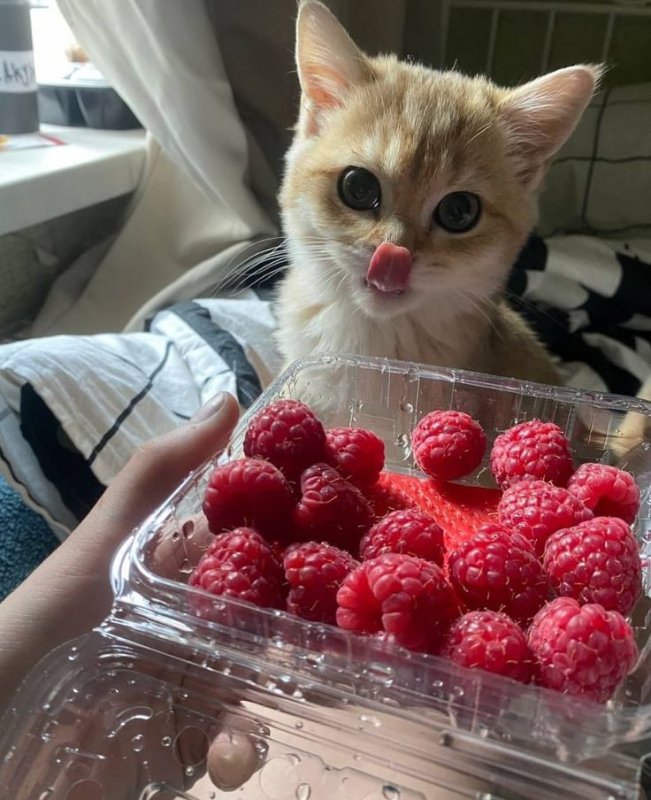 Кот в Малине