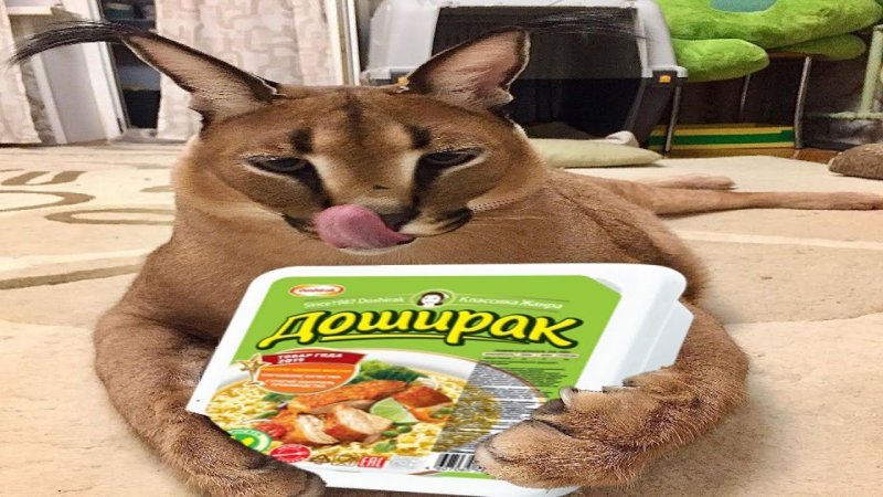 Кот доширак