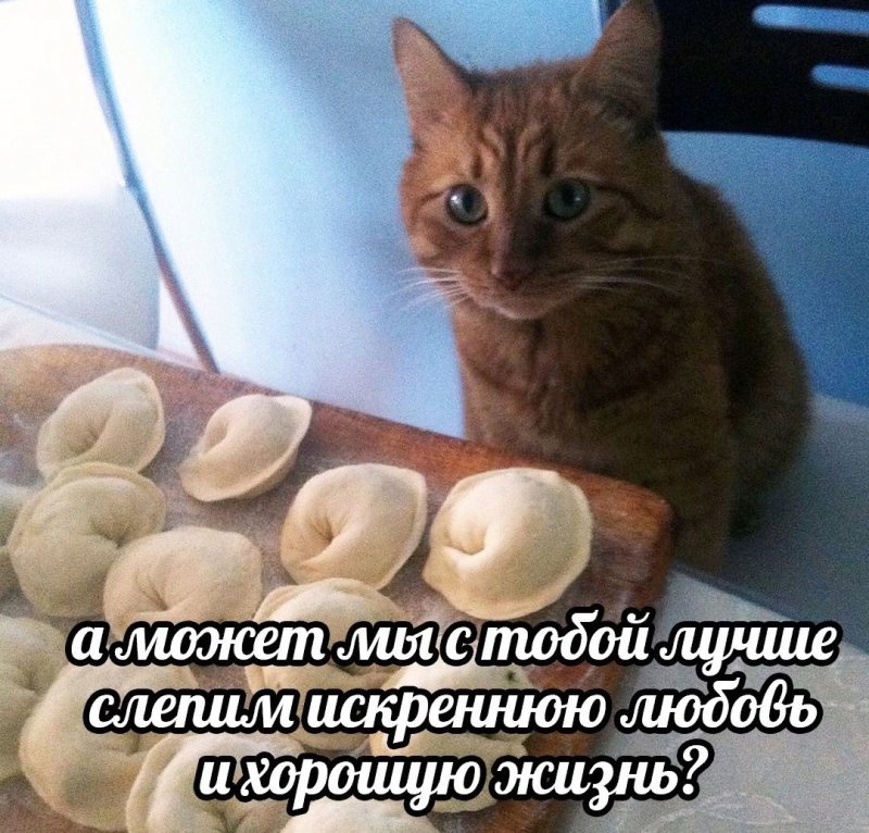 Кошачьи пельмени