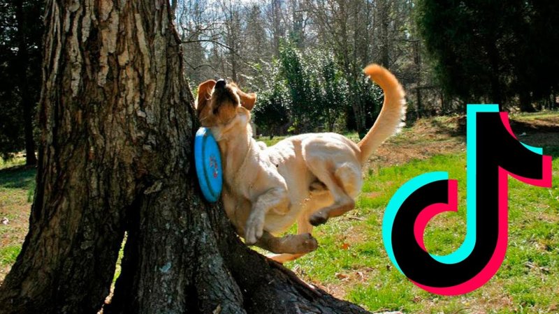 Собака упала Мем