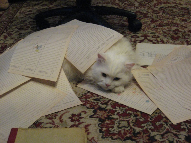 Коты с бумажкой