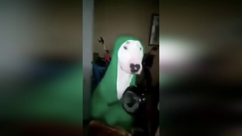 Собака стучит ложкой по кастрюле