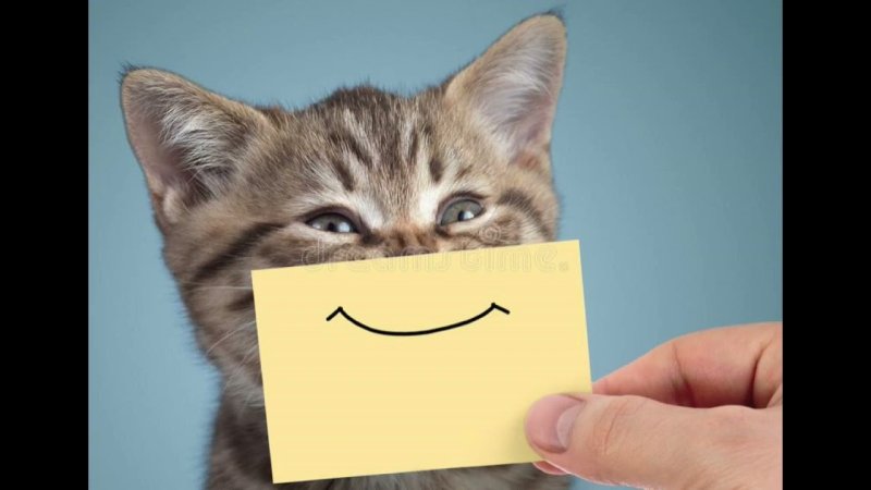 Кот с бумажками