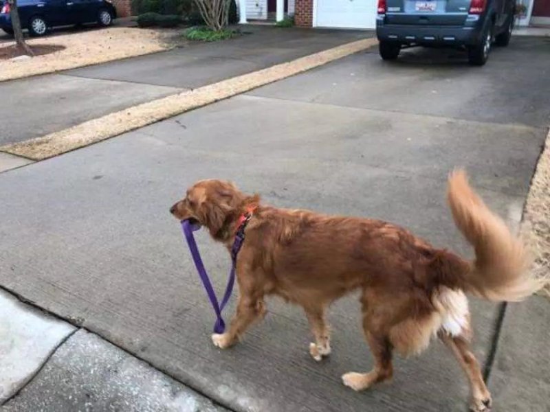 Пес выгуливает сам себя