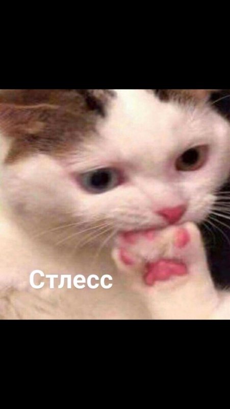 Стлес Мем с котом