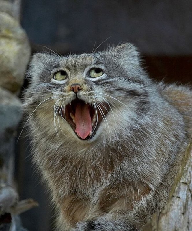 Кот Манул смешной