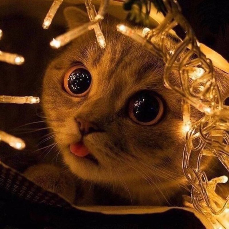 Котики с гирляндой смешные