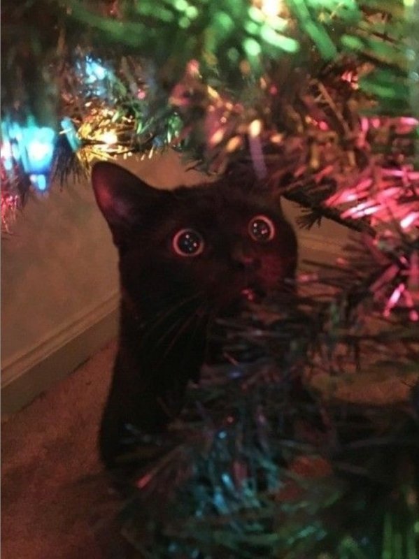 Черный кот в гирлянде