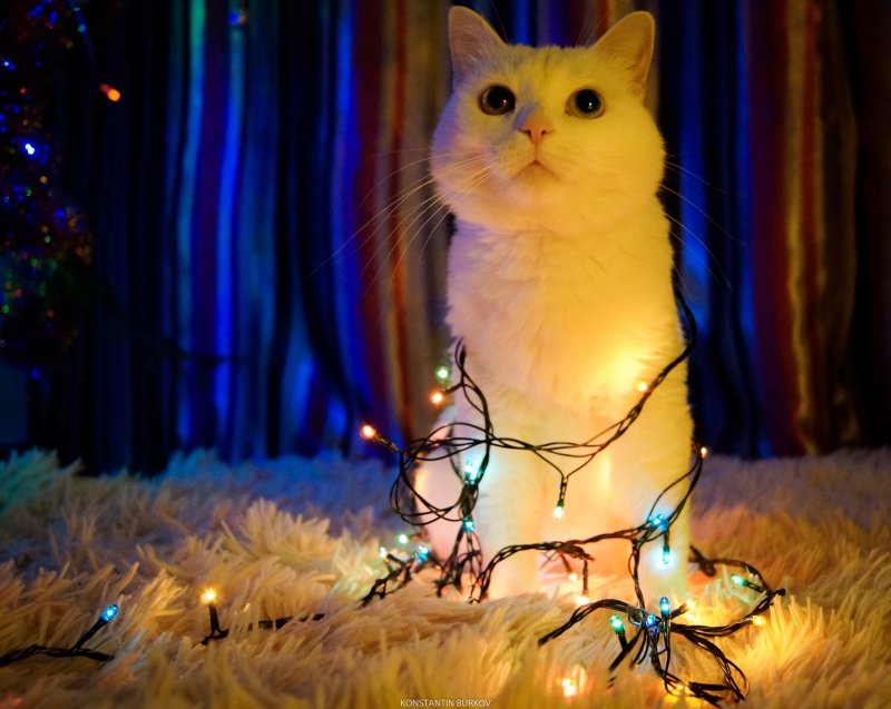 Котик в гирлянде