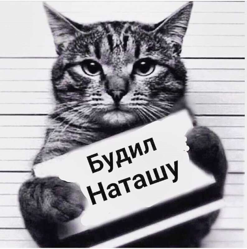 Животное с табличкой в лапах