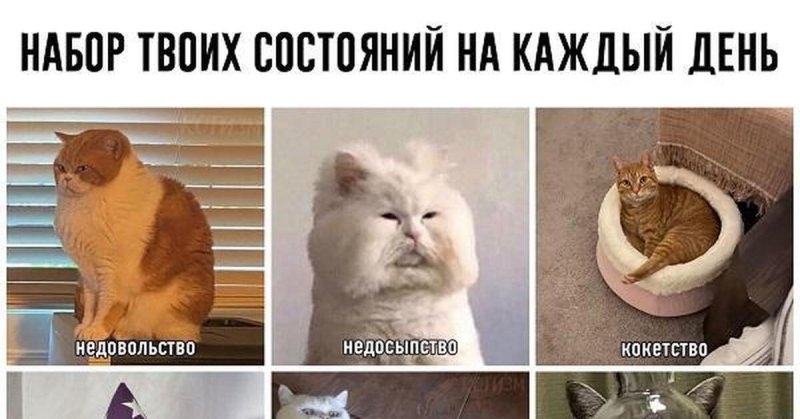 Мемы с котами