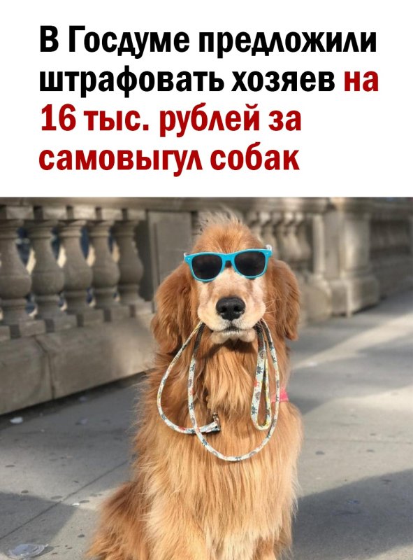 Собака сама себя выгуливает Мем