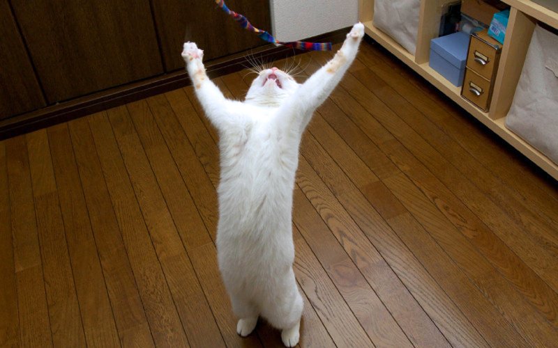 Спасибо за внимание котик