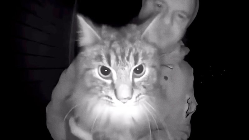 Смешной кот нюхает камеру