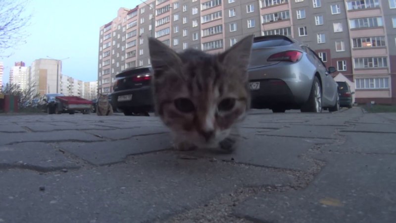 Кот нюхает дорогу