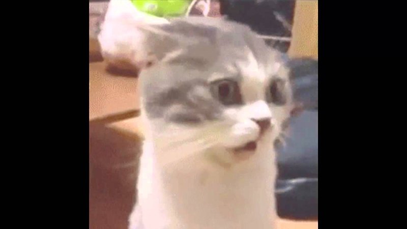 Кошка нюхает носки и открывает рот