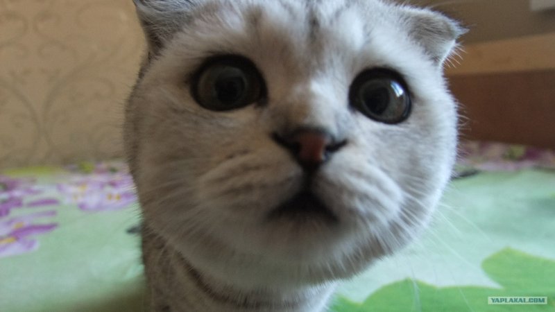 Котик нюхает камеру