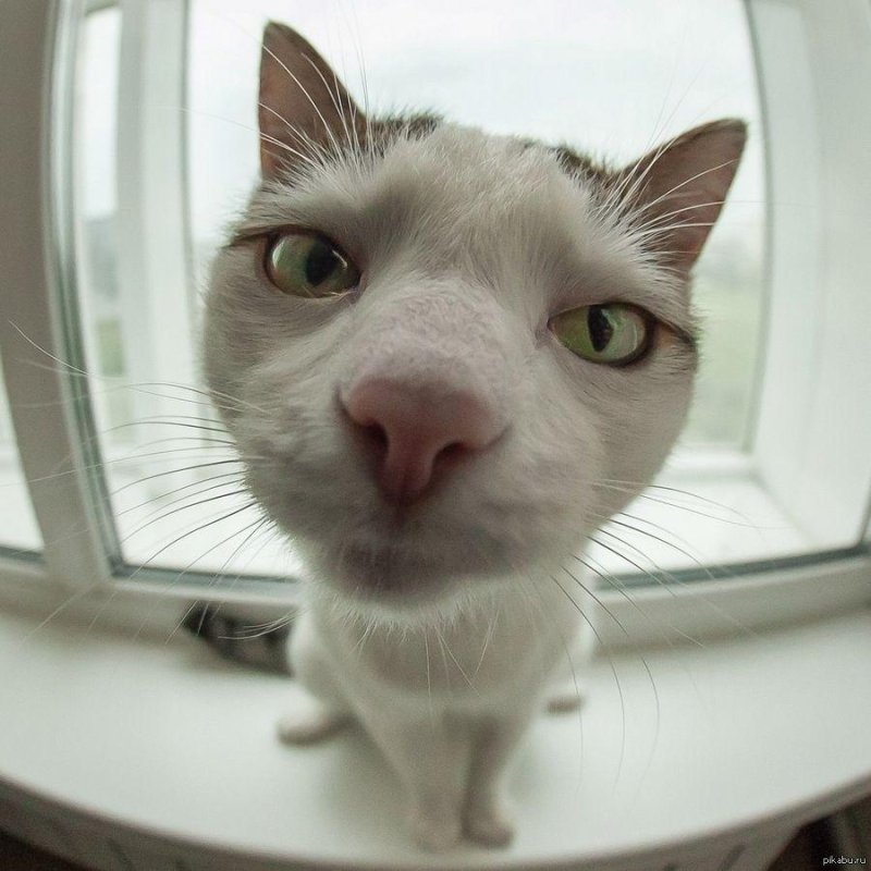 Любопытный кот