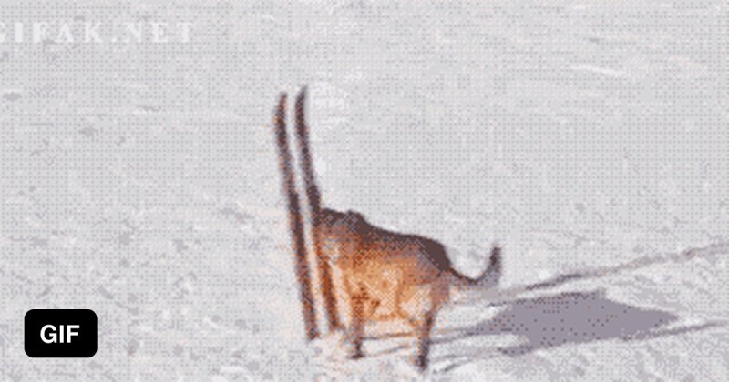 Кот на лыжах