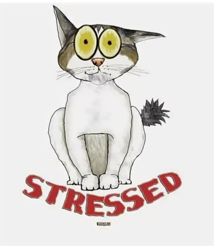 Стлес котик