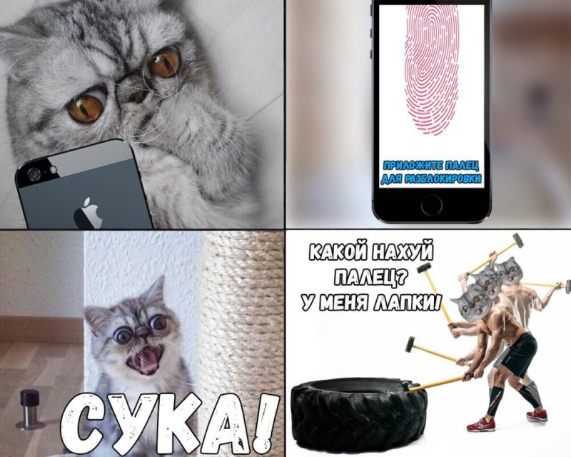 Мемы с котом Германом