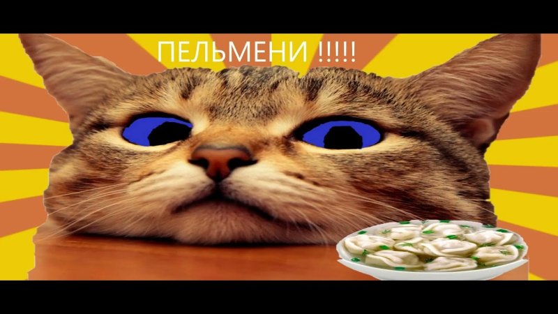 Шлёпа кот который из пельмени