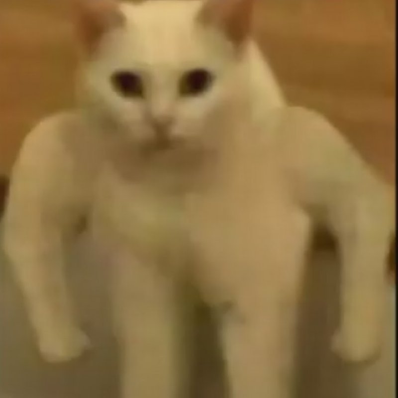 Мем белый кот с руками