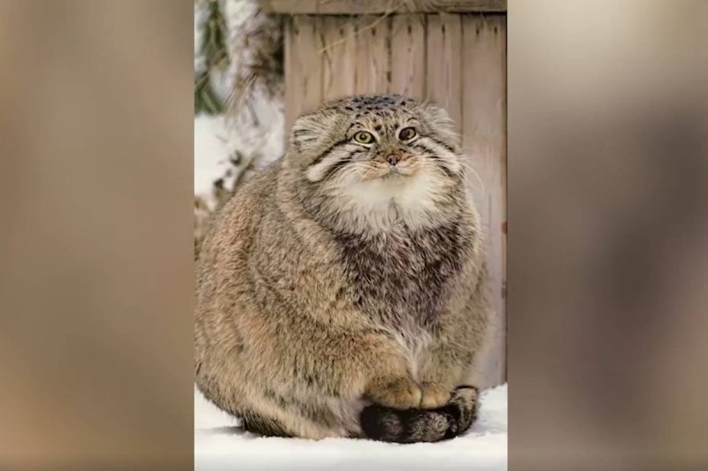 Манул (палласов кот)