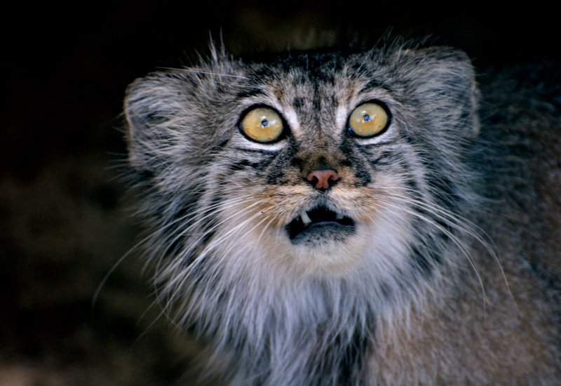 Манул котята