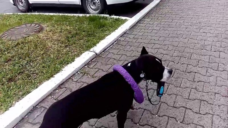 Собака сама себя выгуливает Мем