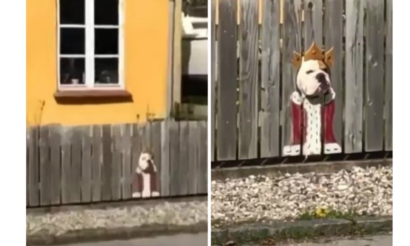 Собака на заборе