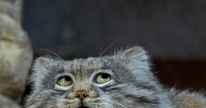 Манул загрыз