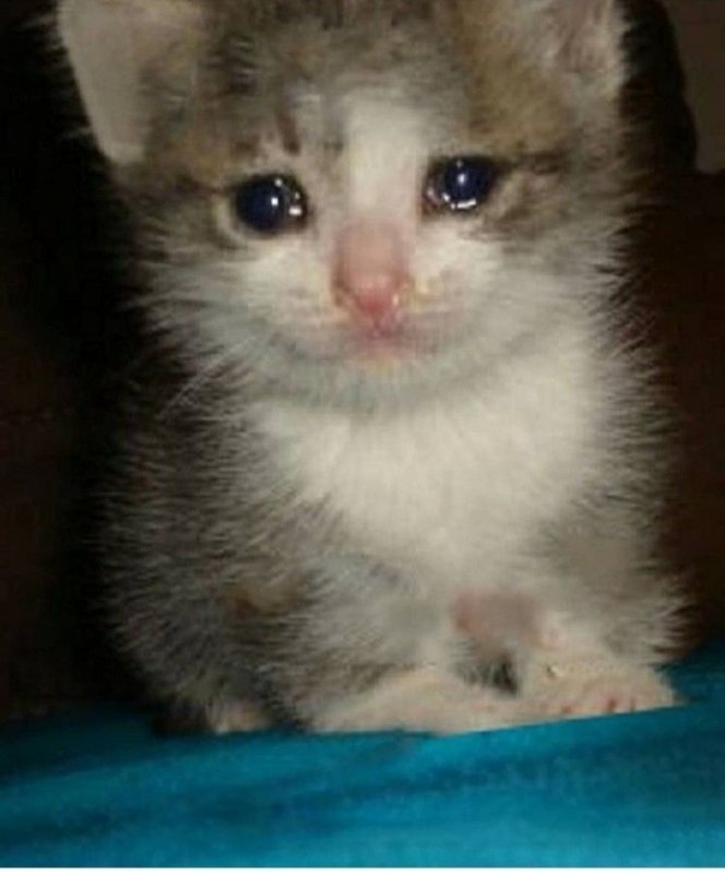 Плачущий кот
