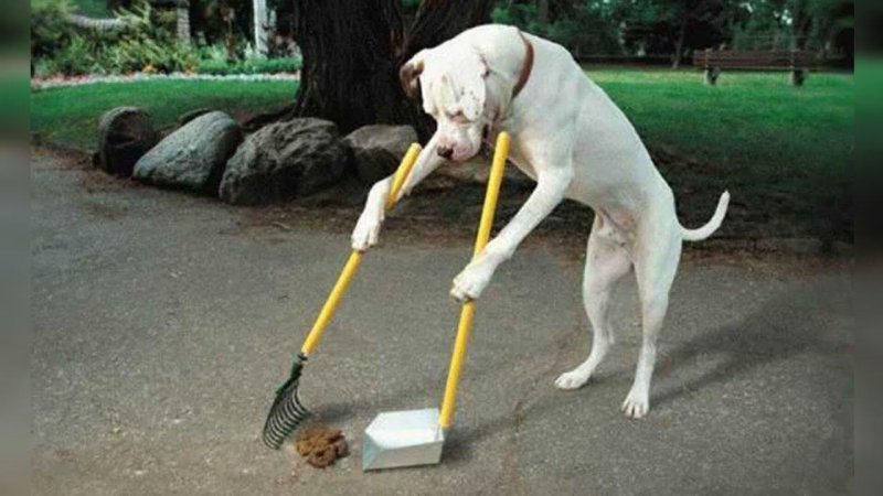 Собака нагадила