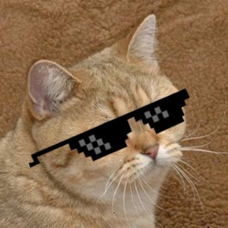 Котик с очками