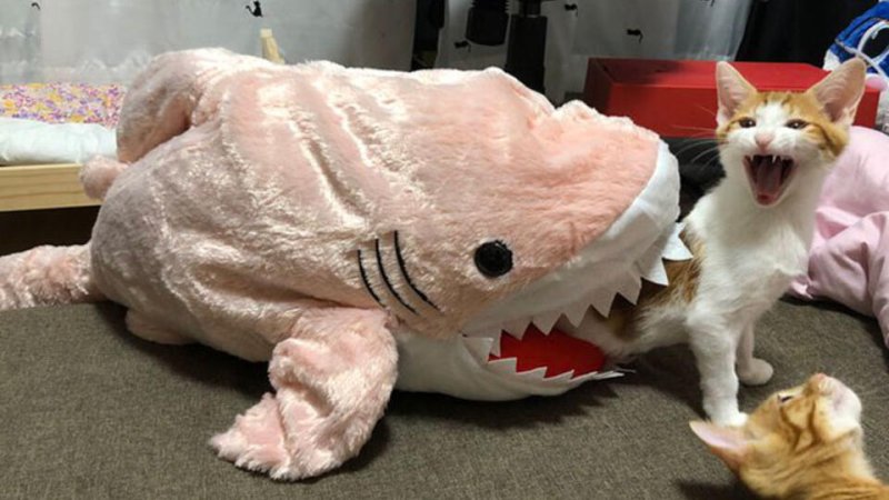 Плюшевая акула ест кота