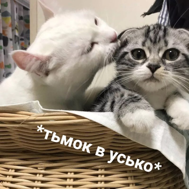 Котята с надписями