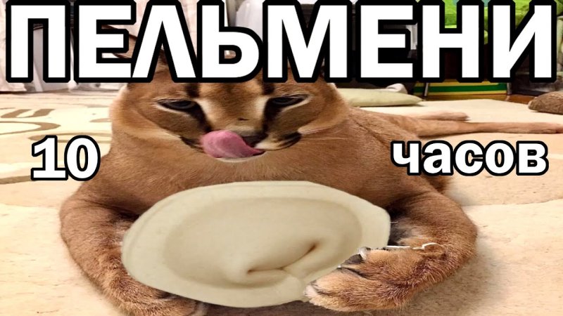 Каракал шлёпа пельмени