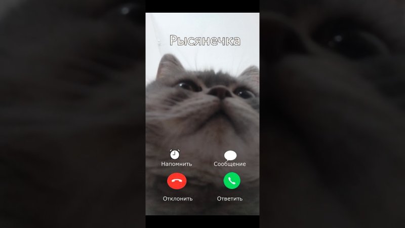 Котик видеозвонок