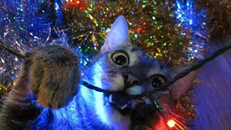 Коты, елка, мишура