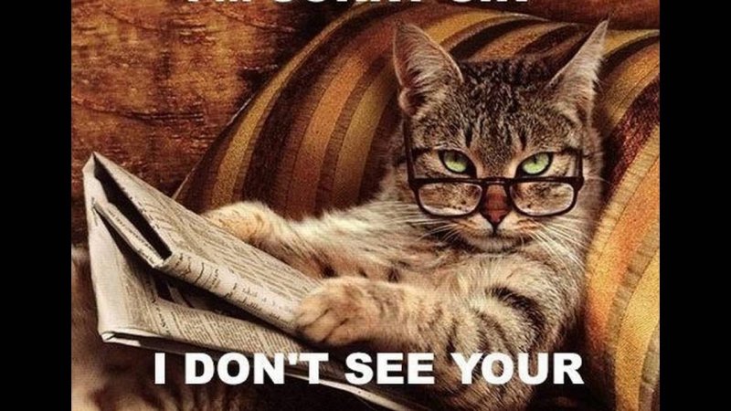 Умный кот в очках