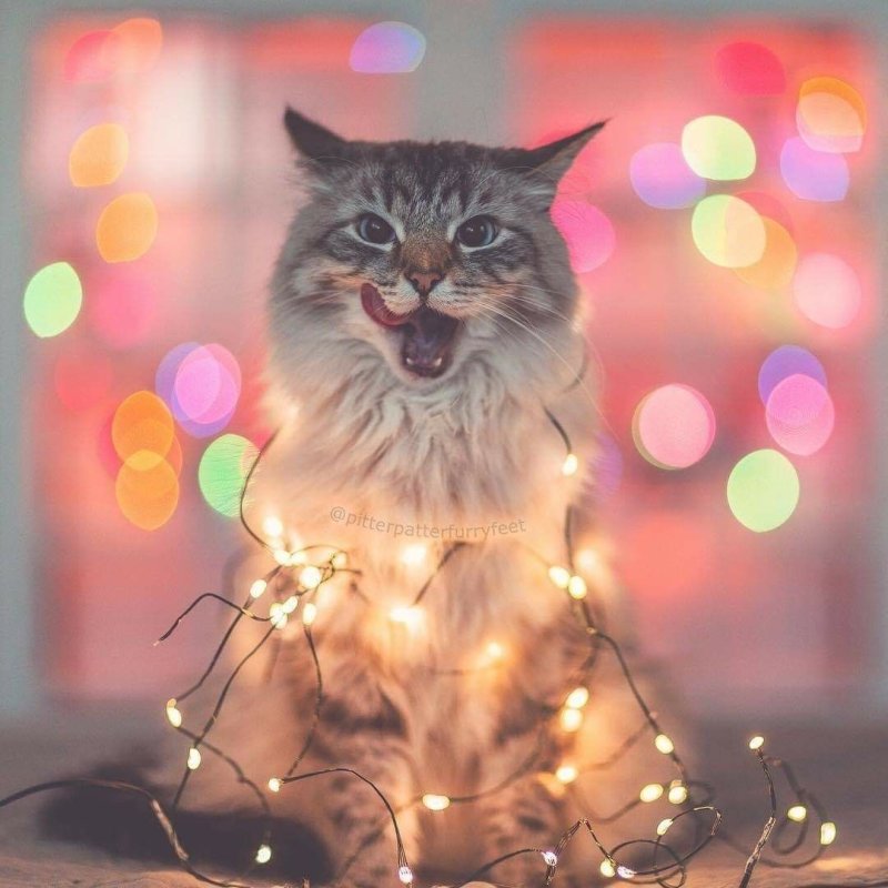 Котик в гирлянде