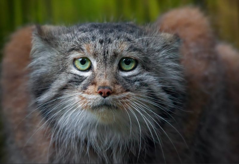 Помесь кота и манула