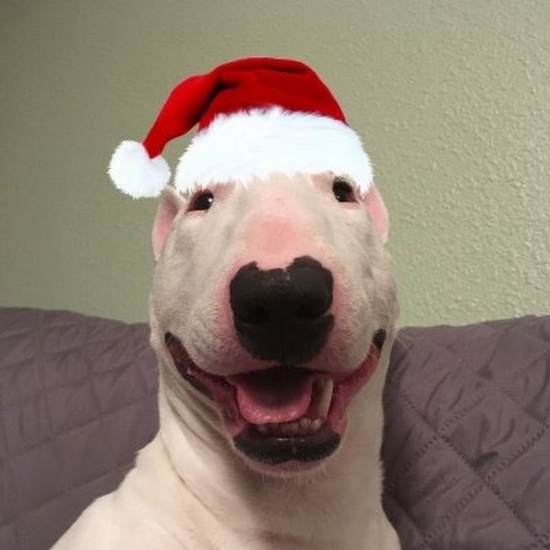 Улыбка бультерьера