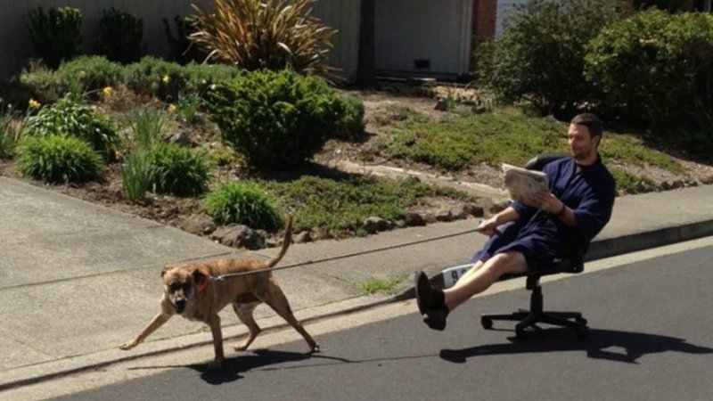 Собака тащит хозяина на поводке