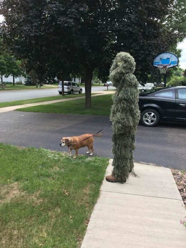 Собака выгуливает себя