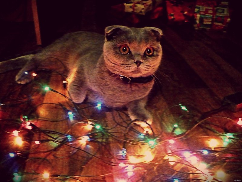 Вислоухий кот в гирлянде