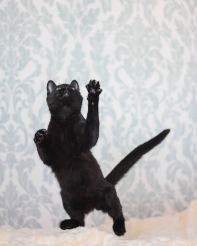 Черный котик пляшет